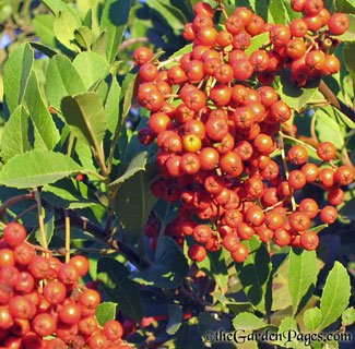 Toyon or California Christmas Holly Berry