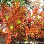 Color Change Crassula Capitella Succulent Plants