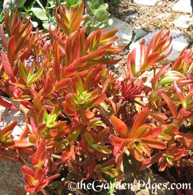 Color Change Crassula Capitella Succulent Plant Care