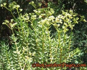 crassula tetragona flowers