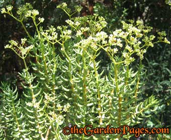 Plant Profile: Crassula Tetragona Easy Succulent Plants for Dry Gardens