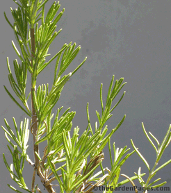 Rosemary plant herbs