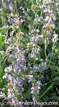 Blue Flowering Sage Herb Plants for #FloralFriday
