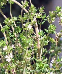 Flowering thyme herb