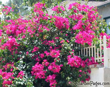 Hot Pink Flowering Bougainvillea