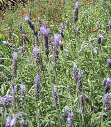 Flowering Lavender Herb Plants in My Sunny, Dry Southern California Garden