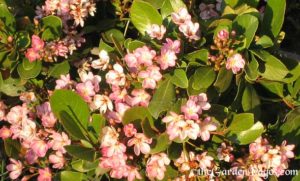 delicate pink Daphne flowers at theGardenPages
