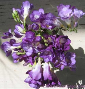 Fragrant Freesia flowers at theGardenPages