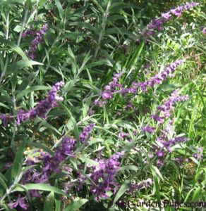Purple flowering Mexican-sage