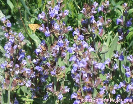 Blue Flowering Sage with Fiery Skipper Butterfly