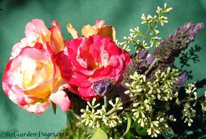 Pink Roses, White Flowering Privet And Lavender