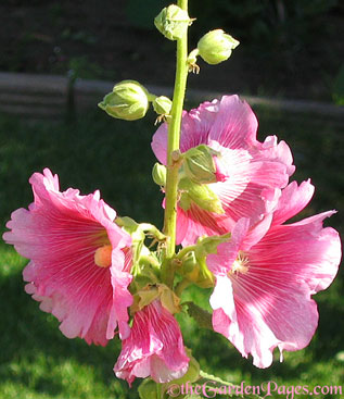 Flowering Pink Hollyhocks