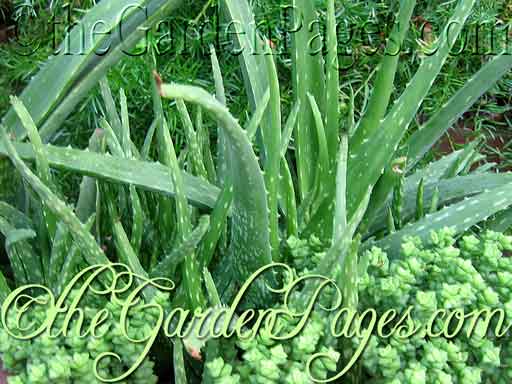 How to Grow and Care for Healing Aloe Vera Plants