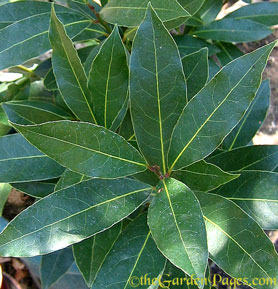 bay laurel leaves