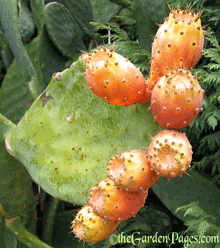 Wednesday Plant Profile: Optuna Cactus and How to Eat Prickly Pears