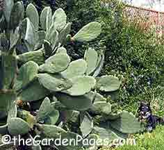 Cactus and garden dog