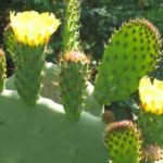 Yellow flowers on a cactus thegardenpages