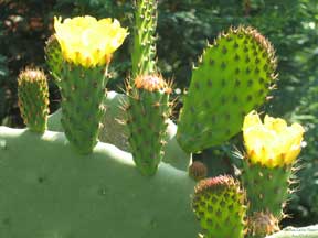 Yellow Flowering Cactus Pear Blooming