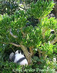Plant Profile: Crassula Portulacea or Spoon Jade or ET Fingers or Gollum Jade