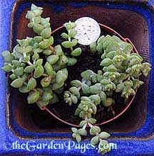 Growing Crassula Rupestris or Rosary Plants