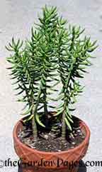 crassula tetragona or bonsai pine succulent plants in pots