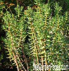 Crassula Tetragona or Bonsai Pine Succulent Plants