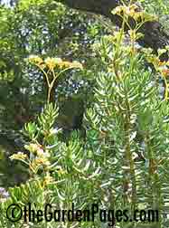 crassula tetragona or bonsai pine succulent plants