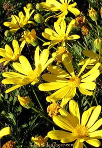 Euryops:  Drought Tolerant, Fast Growing Winter Flowering Shrubs For Southern California