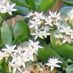 flowering jade plant