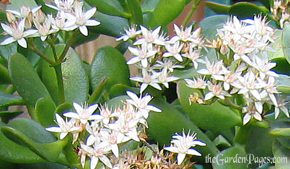 Crassula Ovata or Jade Succulent Plant Care