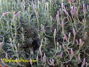 Flowering fragrant french lavender
