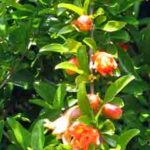 Orange pomegranate flowers