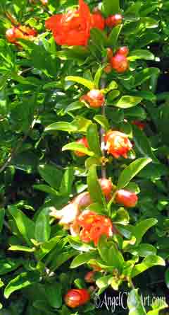 Pomegranate Trees and Pests