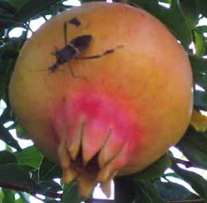 pomegranate fruit and pest