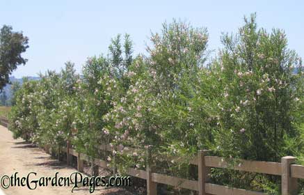 Plant Profile:  Desert Willows, Chilopsis Make Good Choices for Fall Planting in Dry Southern California Gardens