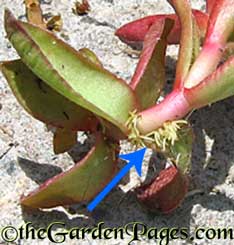 How To Root Succulent Plants With Cuttings
