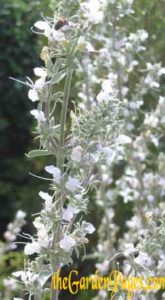 white sage and bee