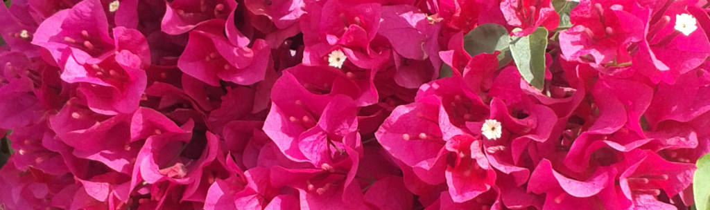 bougainvillea flowers from theGardenPages