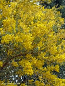 Flowering acacia tree