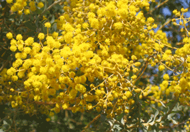 yellow flowering acacia tree