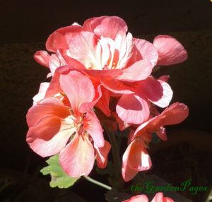 geranium flowers from theGardenPages
