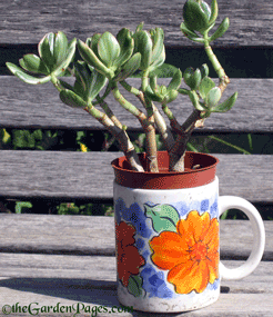 jade succulent in coffee mug