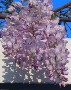 purple-wisteria-flowers