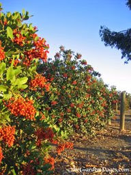 toyon berry on California Holly