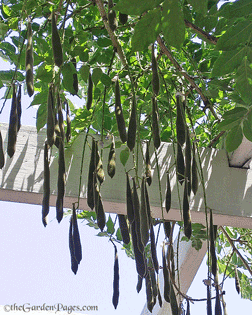 Wisteria Pods Popping Over My Patio, It Must Be Fall