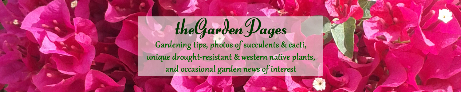 thegardenpages gardening tips and art bougainvillea