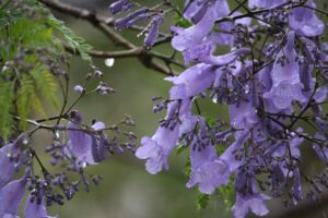Purple Jacaranda Tree Flowers