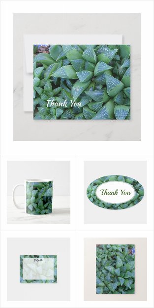 Haworthia succulent plants