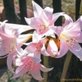fragrant pink Amaryllis flowers