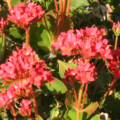 kalanchoe plant flower